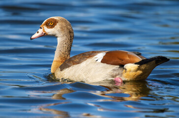Egyptian Goose in the Lake
