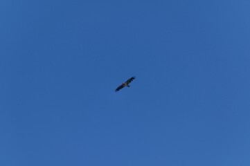 Immature Bald Eagle Soaring over Shiawassee National Wildlife Refuge, near Saginaw, Michigan