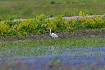 Great White Egret at Shiawassee National Wildlife Refuge, near Saginaw, Michigan
