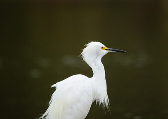 Snowy Egret