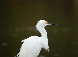 Snowy Egret at the Lake