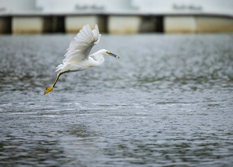 Fishing Egret