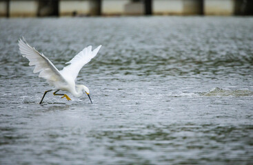 Snowy Egret Catching a Fish