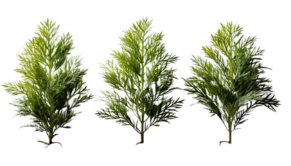 Three Artemisia Sprigs in Studio Spotlight.