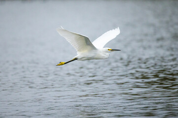 Egret Flying over lake