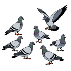 Flock pigeons, with one bird in flight and others standing on transparent