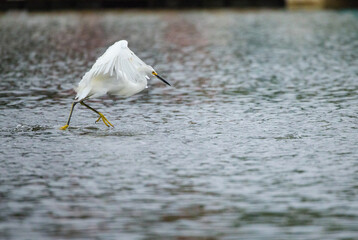Snowy Egret catching a fish