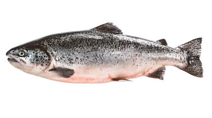 Naklejka premium Whole atlantic salmon fish isolated on transparent background