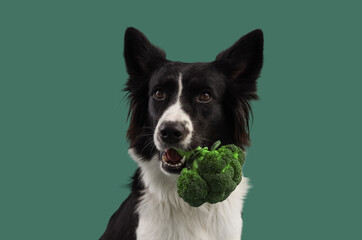 Border Collie dog with broccoli on green background, closeup