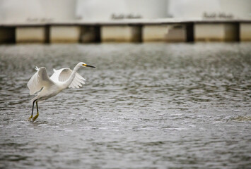 Gracious Snowy Egret