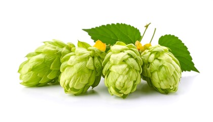 Fototapeta premium Close-up of fresh green hops