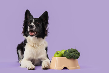 Border Collie dog with healthy food in feeding bowl lying on lilac background