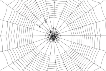 Obraz premium Detailed close-up of a spider and intricate web capturing prey in natural light isolated on transparent background