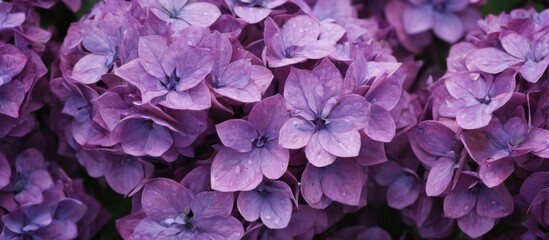 Vibrant Purple Hydrangea Flowers in Full Bloom in Closeup with Glossy Petals and Curled Green Leaves