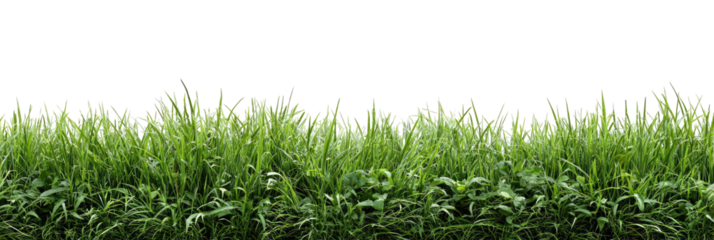 Lush green grass field stretches across the image