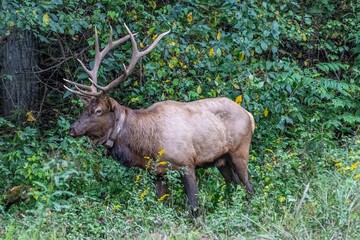 elk