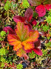 Colorful variegated autumn leaves in northern Norway