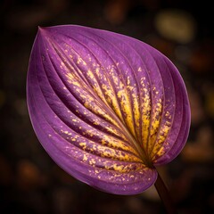 Close-up of a vibrant purple leaf with golden highlights