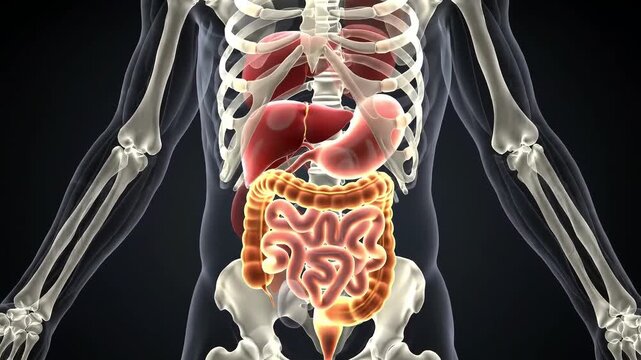 3D Animation of Human Digestive System with Glowing Organs, Medical Visualization of Abdominal Anatomy and Digestion