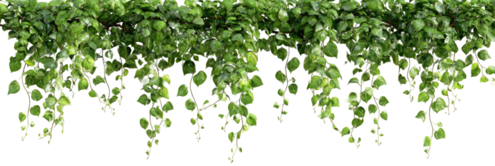 Lush green foliage cascading downwards, in a horizontal arrangement