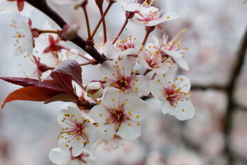 closeup apple tree blossoms