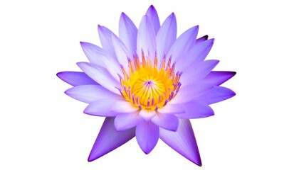 Close-up of a vibrant purple lotus flower (4)