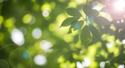 Sunlit Canopy A Fresh Perspective Through Green Leaves