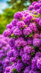 Vibrant purple flowering bush in full bloom with delicate petals and a compact growth habit