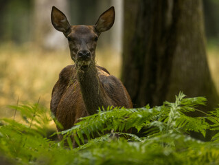 Fototapeta premium cerfs en forêt