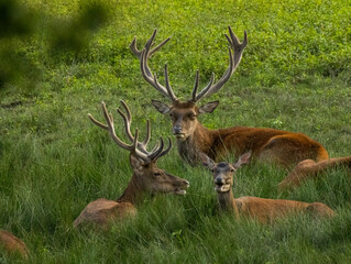 cerfs en forêt
