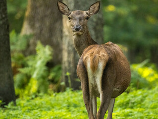 cerfs en forêt