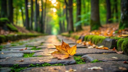 A single small leaf falls onto a weathered stone pathway in a serene forest setting