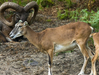 Mouflon de Corse