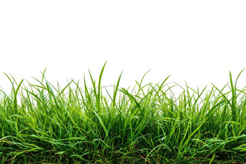 Obraz premium Lush green grass blades, close-up