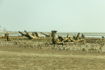 A mangrove showing ecological damage tree loss, climate change