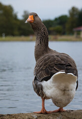 Big butt Greylag Goose