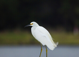 Snowy Egret in the wild