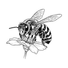 A silhouette of a detailed hand drawn honeybee on a flower in vintage engraving style.