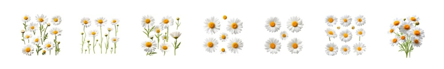 Set of delicate watercolor daisy illustrations on white background.