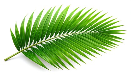 Obraz premium Single vibrant green palm frond isolated on white (1)