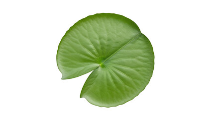 Obraz premium Single Green Lily Pad Leaf Against Black Background