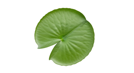 Single Green Lily Pad Leaf Against Black Background