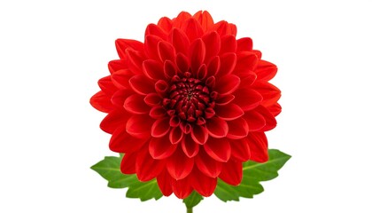 Close-up of a vibrant red dahlia (3)