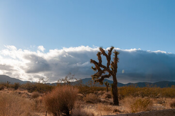 Obraz premium A Joshua Tree National Park landscape shot, taken on a winter afternoon.