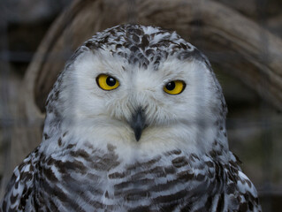 Harfang des neiges