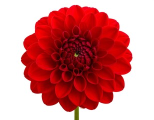 Close-up of a vibrant red dahlia (5)