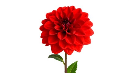 Close-up of a vibrant red dahlia (6)