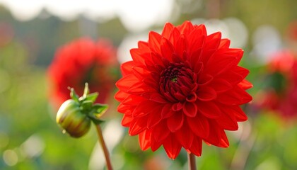 Close-up of a vibrant red dahlia (4)