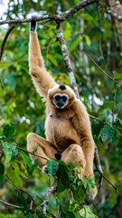 A primate hangs from a branch in a lush forest