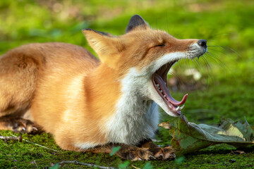 あくびをする野生のキタキツネ